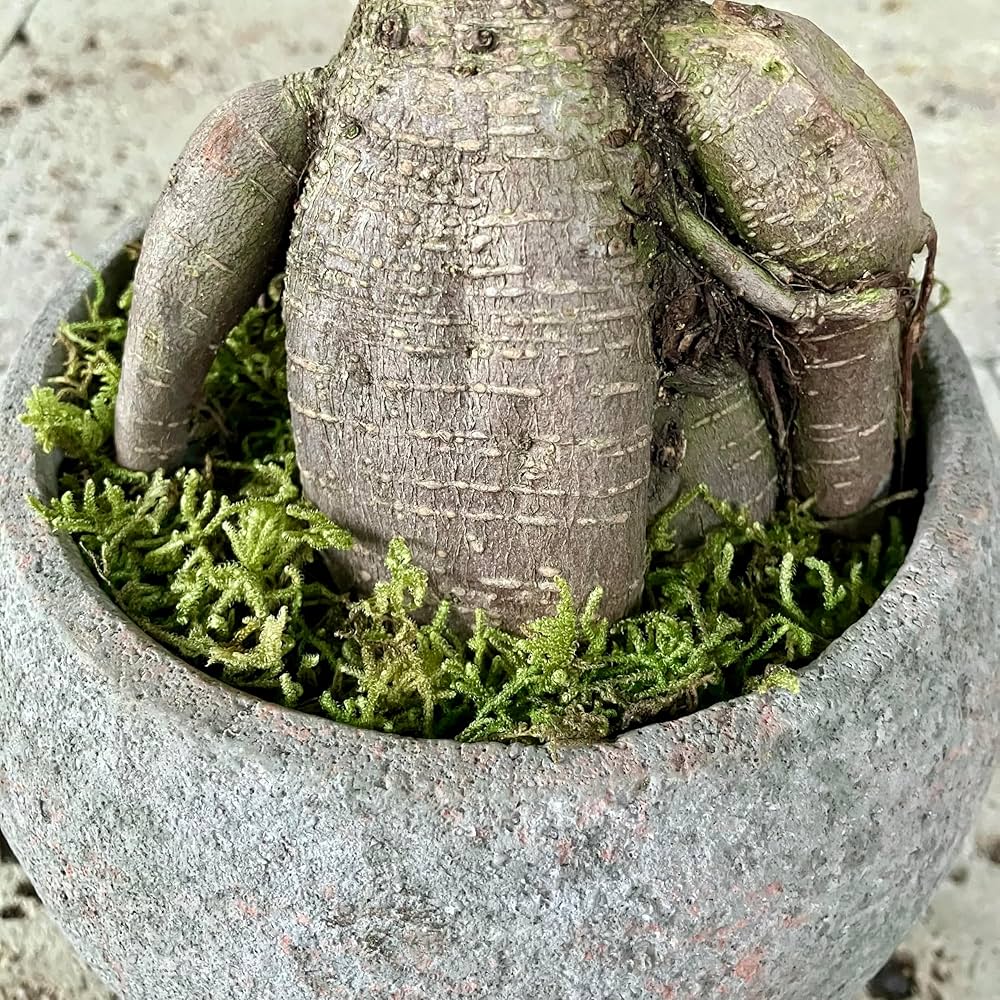 Amazon｜SUZUHA ガジュマル 盆栽仕立て 観葉植物 本物 5号 セメント