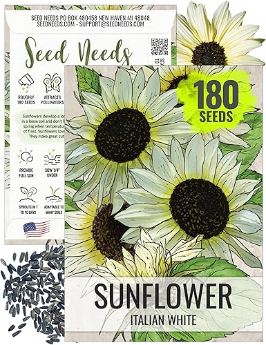 Seed Needs, Semillas de girasol blanco italiano, 180 semillas tradicionales para plantar Helianthus debilis, flores amarillas claras para plantar un