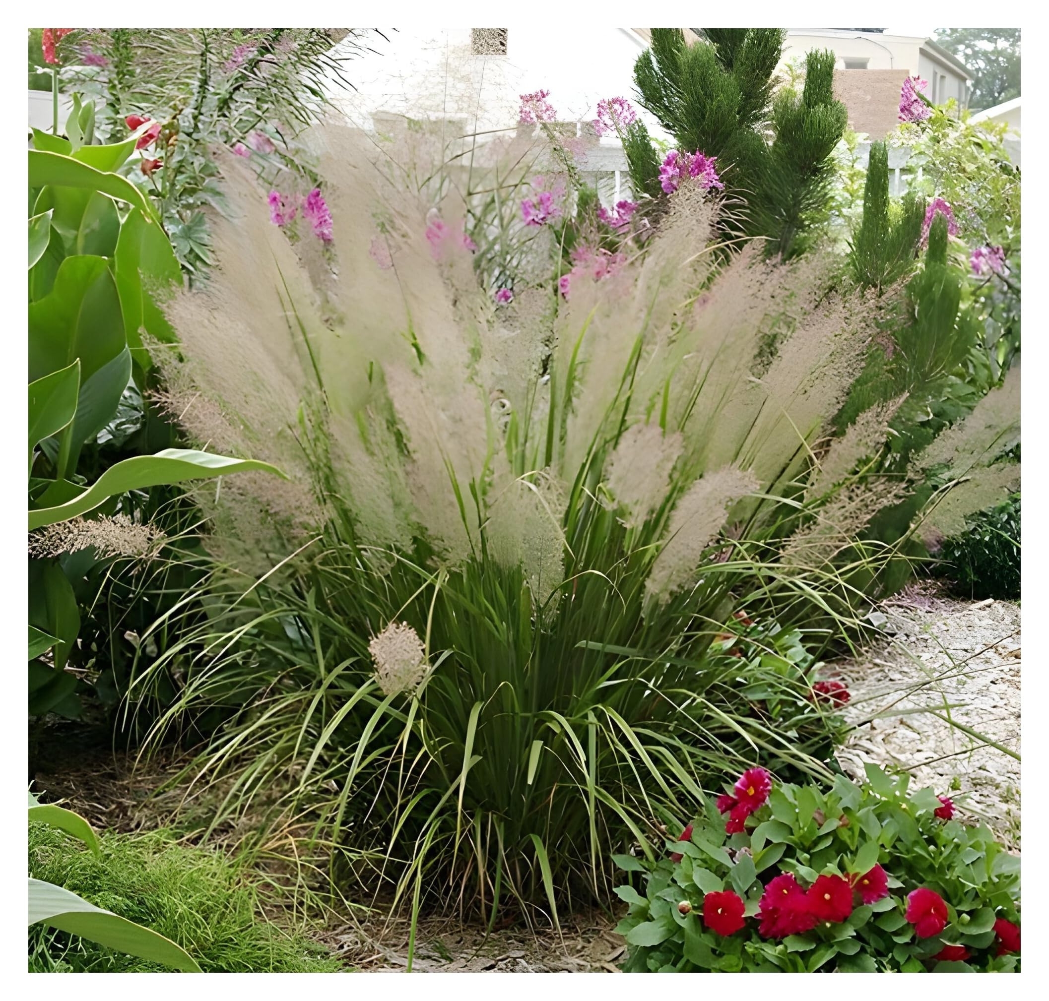Stauden Gänge 10 x Calamagrostis brachytricha Diamantgras winterhart