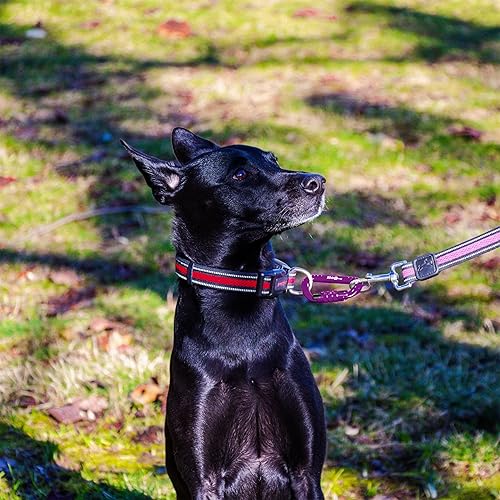 Vista 123 de 12kN (2697 lbs) Heavy Duty Carabiner Clips, for Securing Pets, Outdoor, Camping, Hiking, Hammock, Dog Leash Harness, Keychains