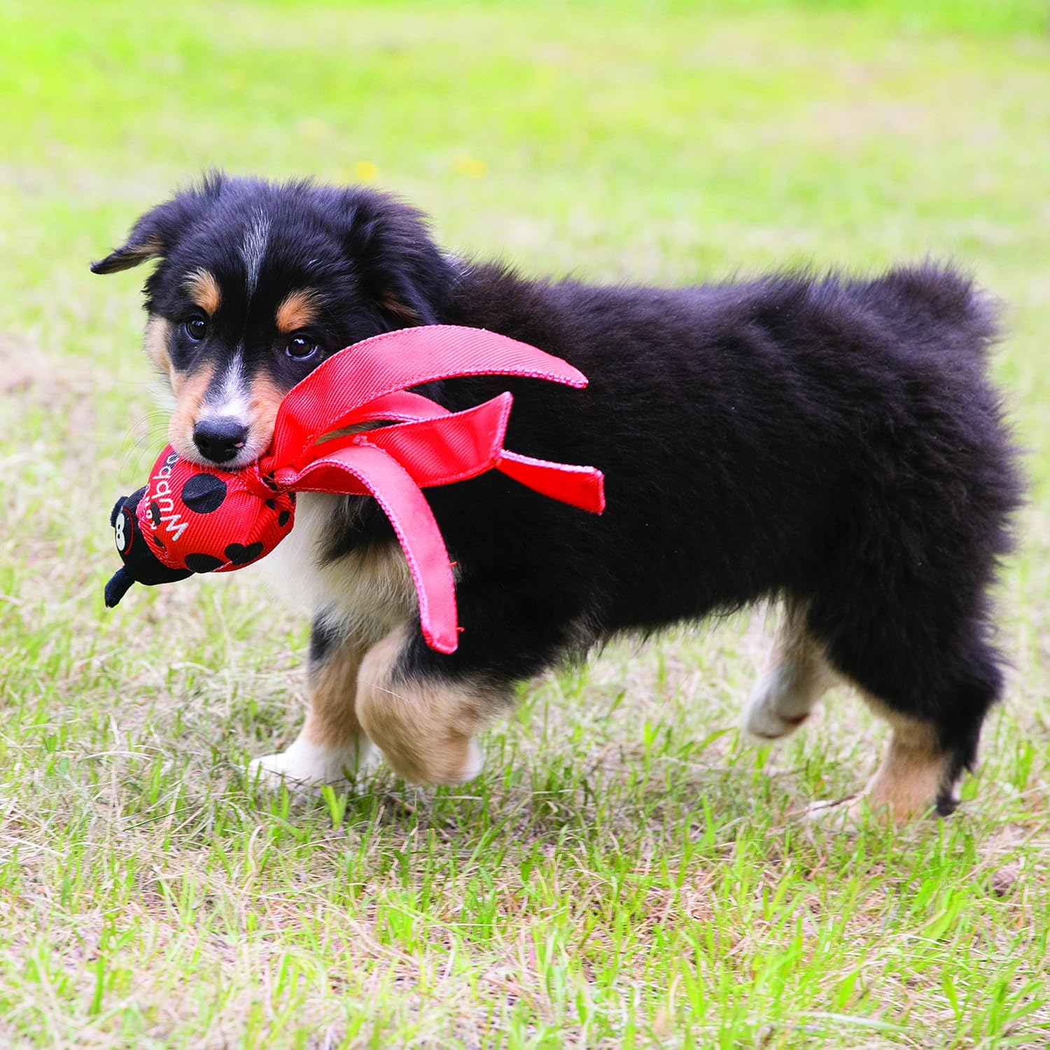 KONG Wubba Bug Dog Toy, Large “Color Varies”