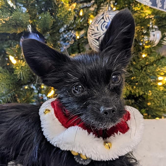 Huxley & Kent Ruff Scrunchy Santa Small Disfraz Navidad Perro Gato miniatura 6