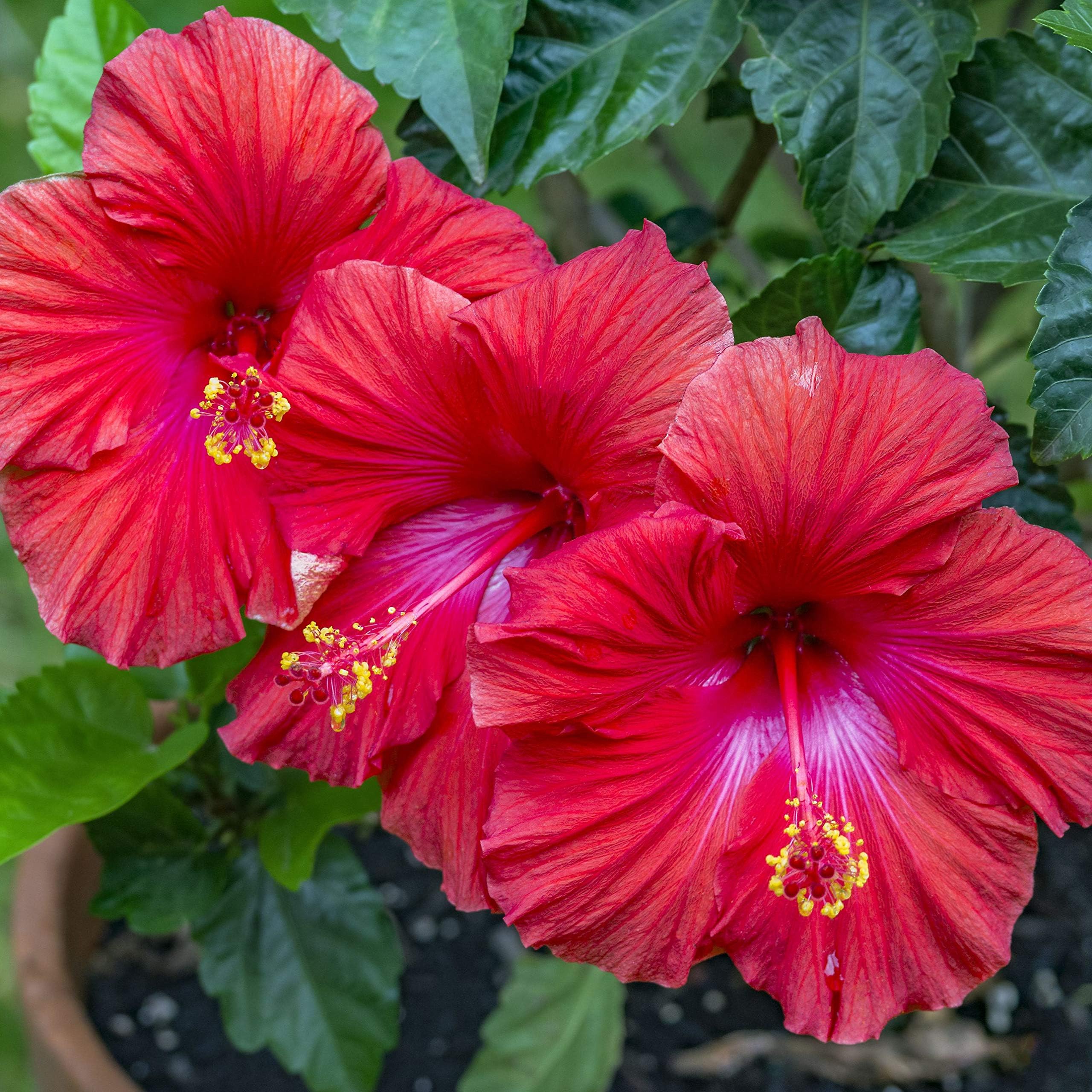 Red Hibiscus Slips Tropical Hawaiian 2 Pack D300