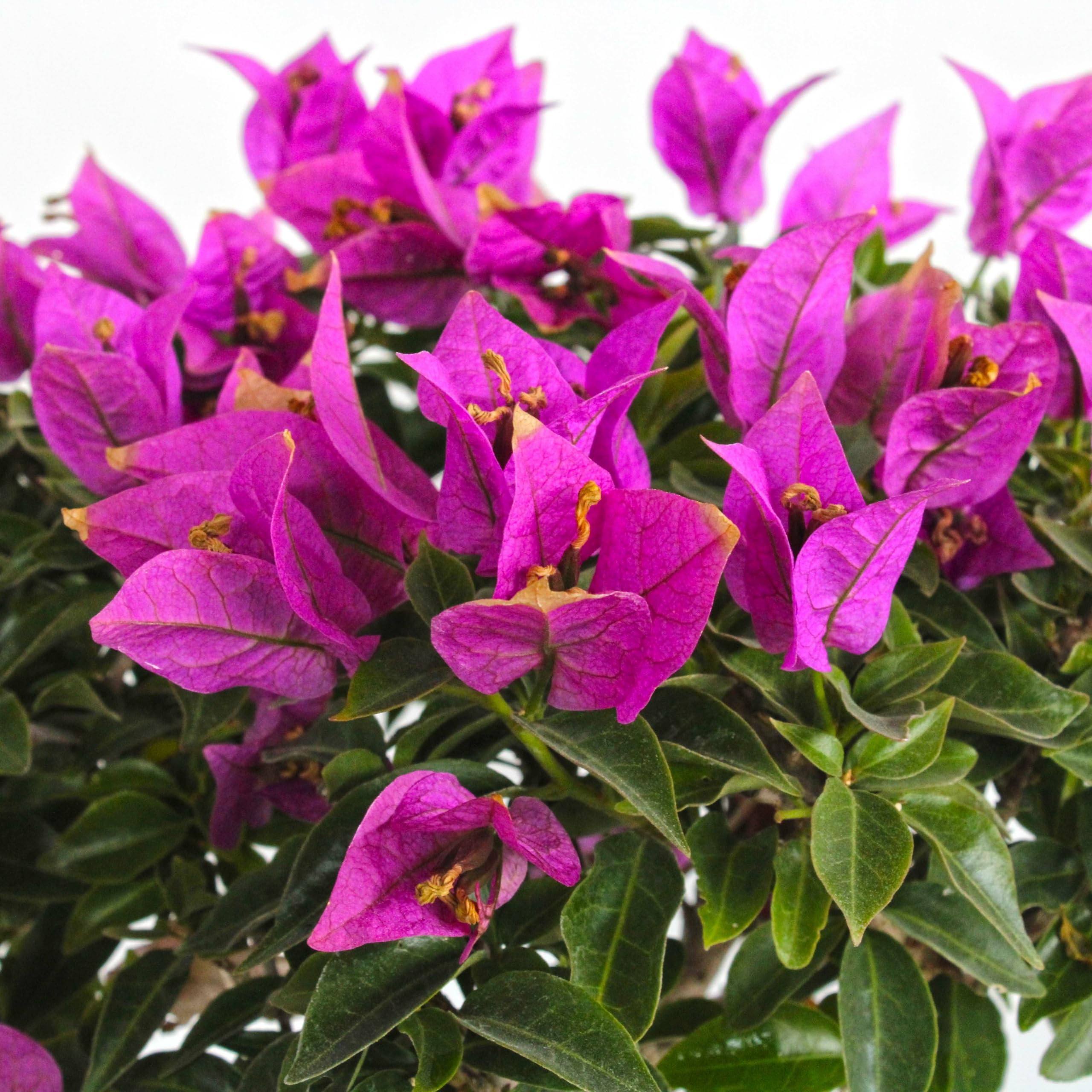 KENTIS - Bonsaï Bougainvillier - Bougainvillea Sanderiana Bonsai Plante Naturelle Exterieur Jardin - Plantes Fleuries Balcon Terrasse - H 30/40 cm Pot 26 cm