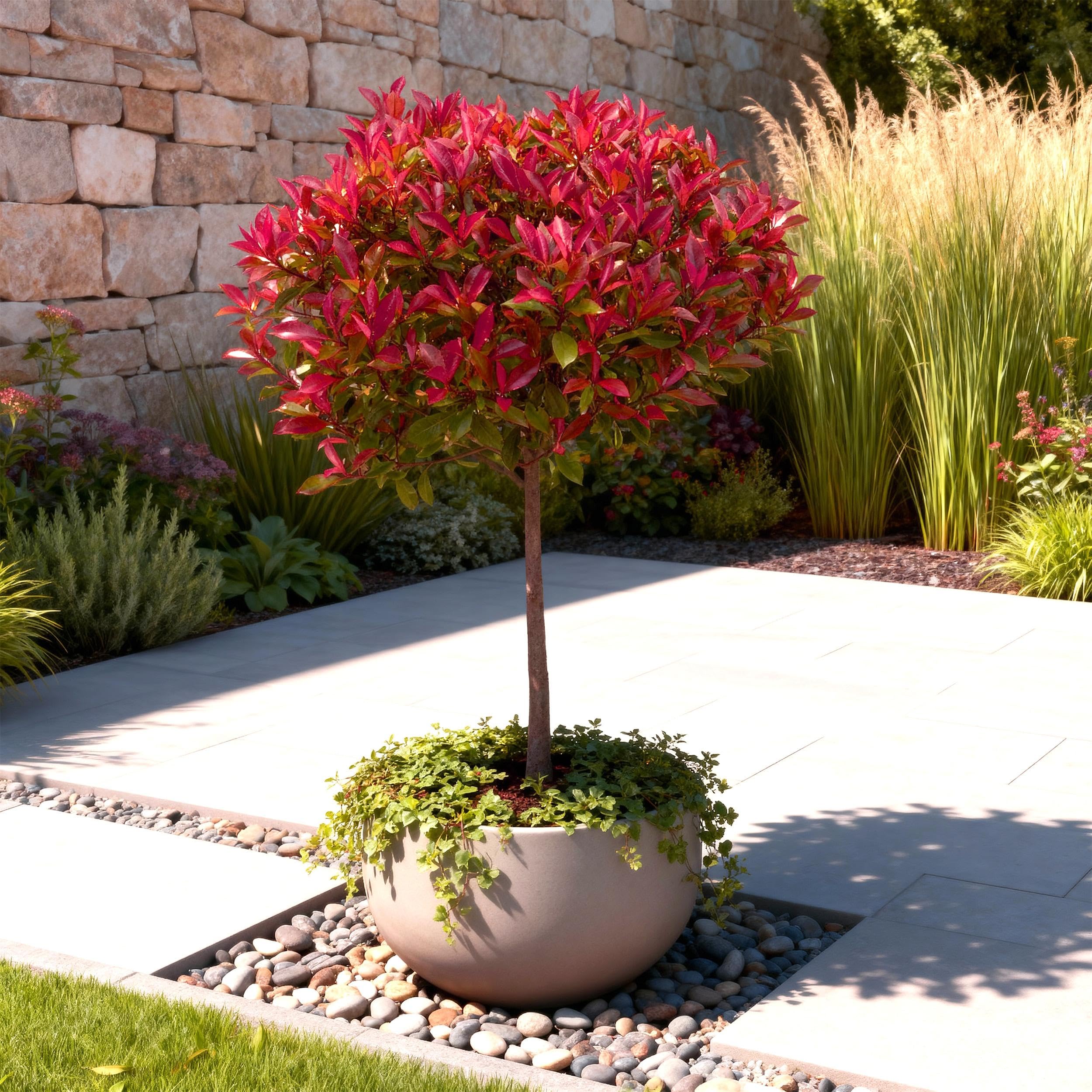 GreenboutiQ - Plante sur tige - Photinia fraseri Carre Rouge - Plante de terrasse - Persistante - Résistante au gel - Feuillage vert-rouge - Pot 19cm Hauteur 90cm