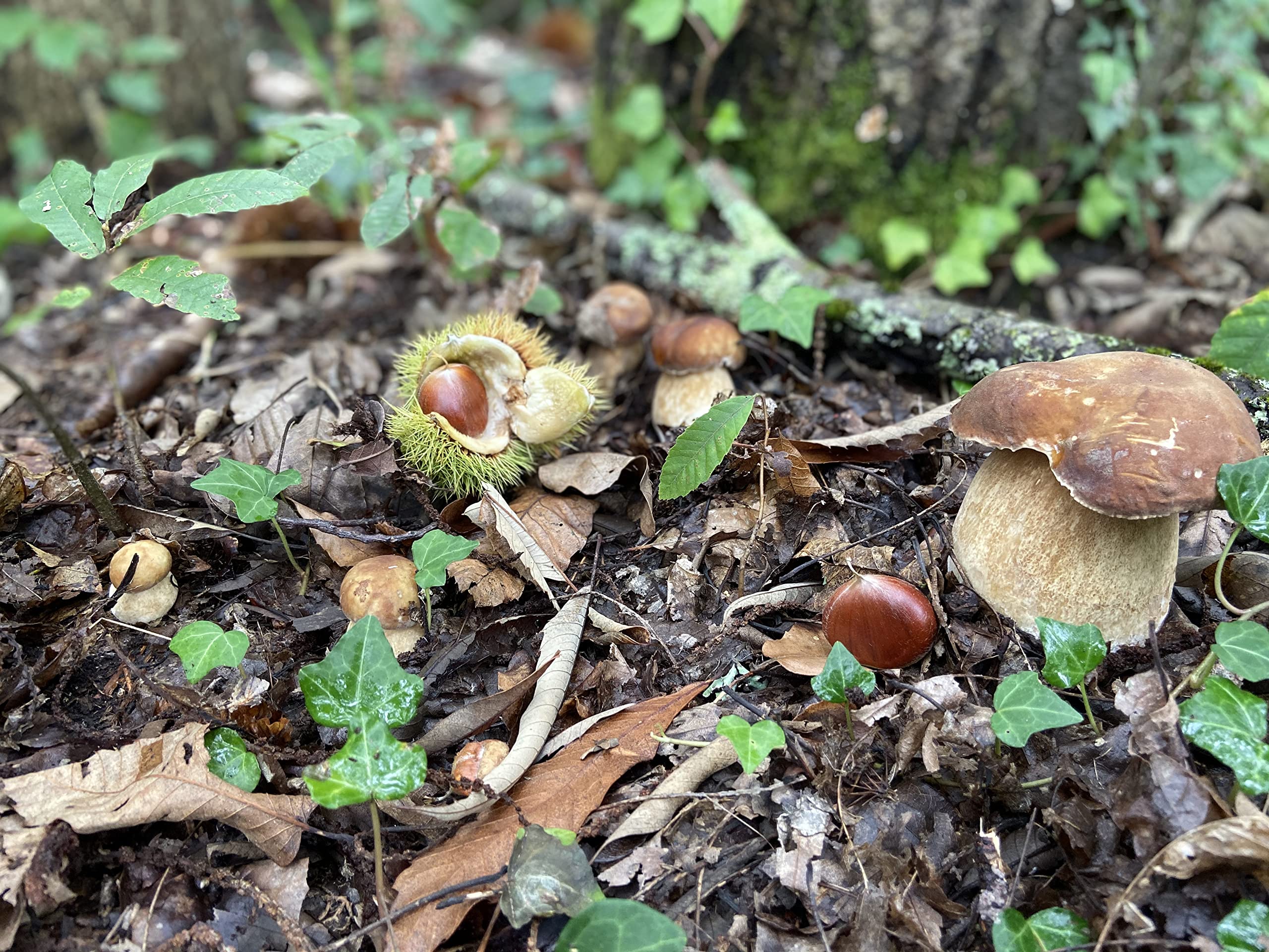 HIFAS- Árbol Frutal castaño. Pack de 4 árboles. Produce castañas grandes y setas (Boletus edulis). Altura 1-1,20m. Macetas de 3,5 litros. Variedad Bouche de betizac, injertado sobre castaño híbrido.