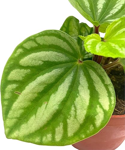 Miniatura 5 de BubbleBlooms Peperomia Ecuador, 4 pulgadas, rara Pep Argyreia, planta de interior exótica