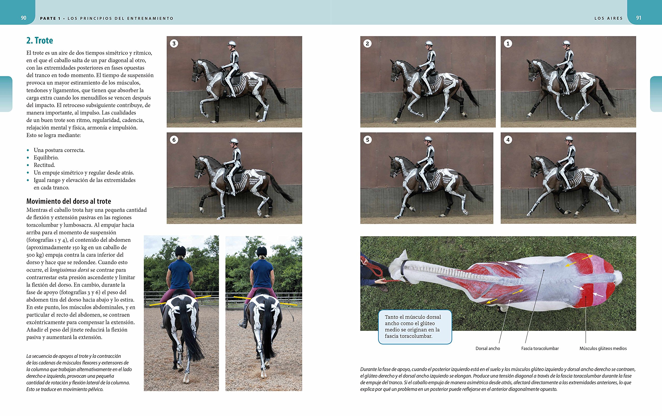 Postura Y Rendimiento. Guía Visual Para El Entrenamiento Del Caballo: Guía visual para el entrenamiento del caballo desde la perspectiva anatómica y biomecánica (HIPICA)