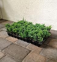 Vista 7 de Blue Rug Enebro 10 plantas vivas Juniperus Horizontalis Cobertura del suelo Evergreen Paisajismo tolerante a la sequía