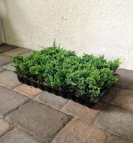 Miniatura 9 de Blue Rug Enebro  10 plantas vivas  Juniperus Horizontalis  Cobertura del suelo Evergreen  Paisajismo tolerante a la sequía