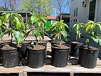 Vista 4 de NAM Doc Mai - Árbol de mango injertado - Mango favorito tailandés