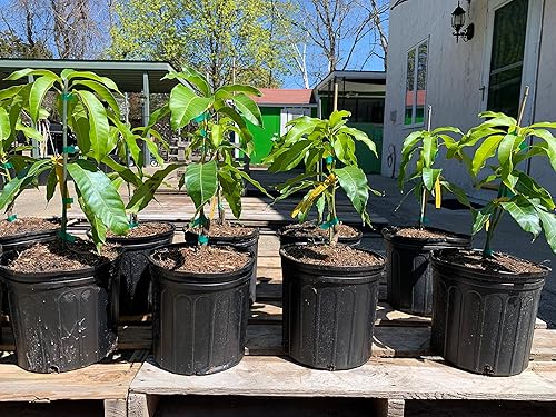 Miniatura 4 de NAM Doc Mai - Árbol de mango injertado - Mango favorito tailandés