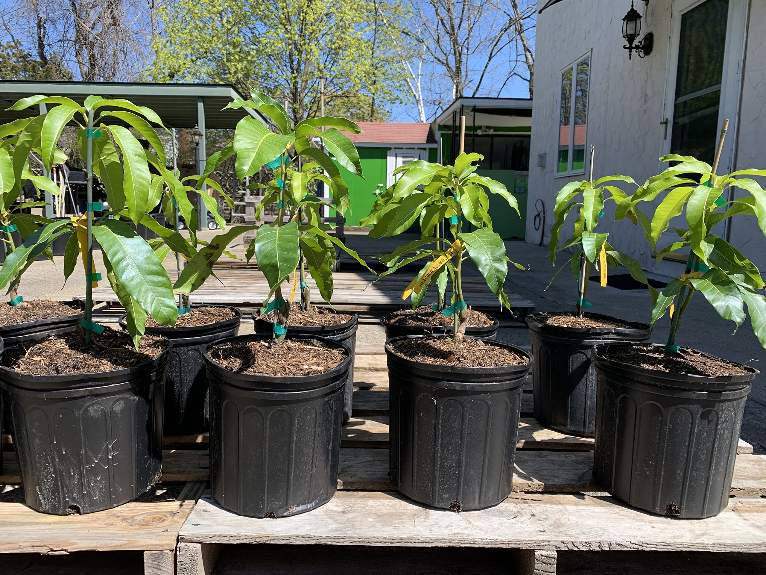 Amazon.co.jp: NAM Doc Mai 接ぎ木マンゴーツリー - タイのお気に入り