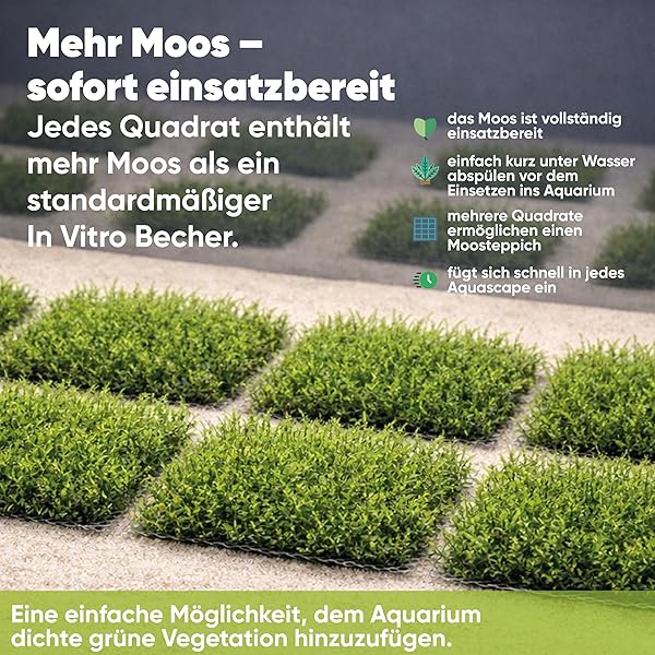 AquaBreedingSkill Taiwan Moos auf Edelstahlgitter 8×8 cm – Taxiphyllum sp. lebendes Aquarium Moos – Fertige Moosmatte für Aquascaping, Garnelen und Nano Aquarium - 5