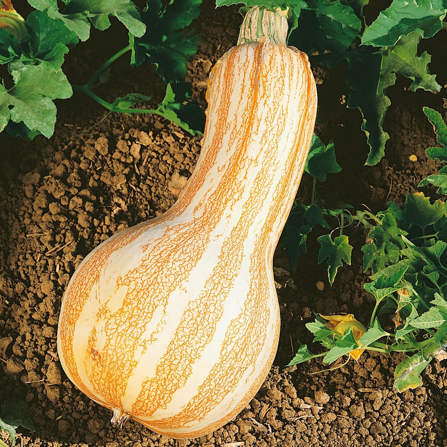 Cushaw Orange Striped Pumpkin Seeds - 4 Oz ~700 Seeds - Non-GMO, Heirloom - Vegetable Garden - Cucurbita mixta
