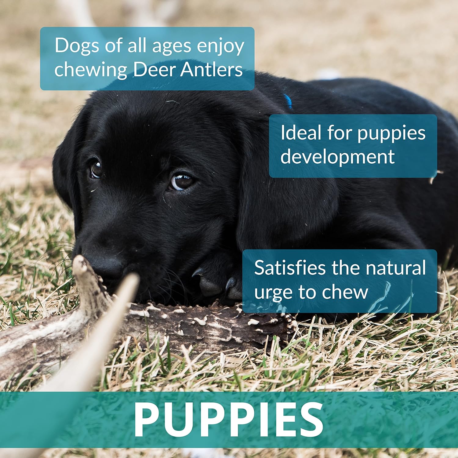 Two Antler Chews for Puppies,...