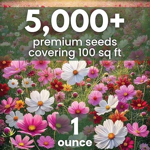 Miniatura 2 de Crazy Cosmos Mix - Paquete grande de 1 onza - 5,000 semillas de flores para plantar - Cosmos bipinnatus