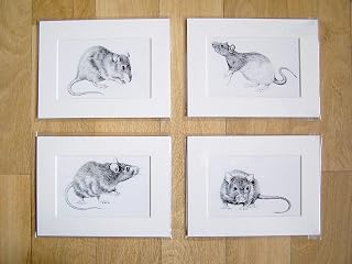 Set of 4 mounted Rat prints, signed by British artist Sarah Featherstone