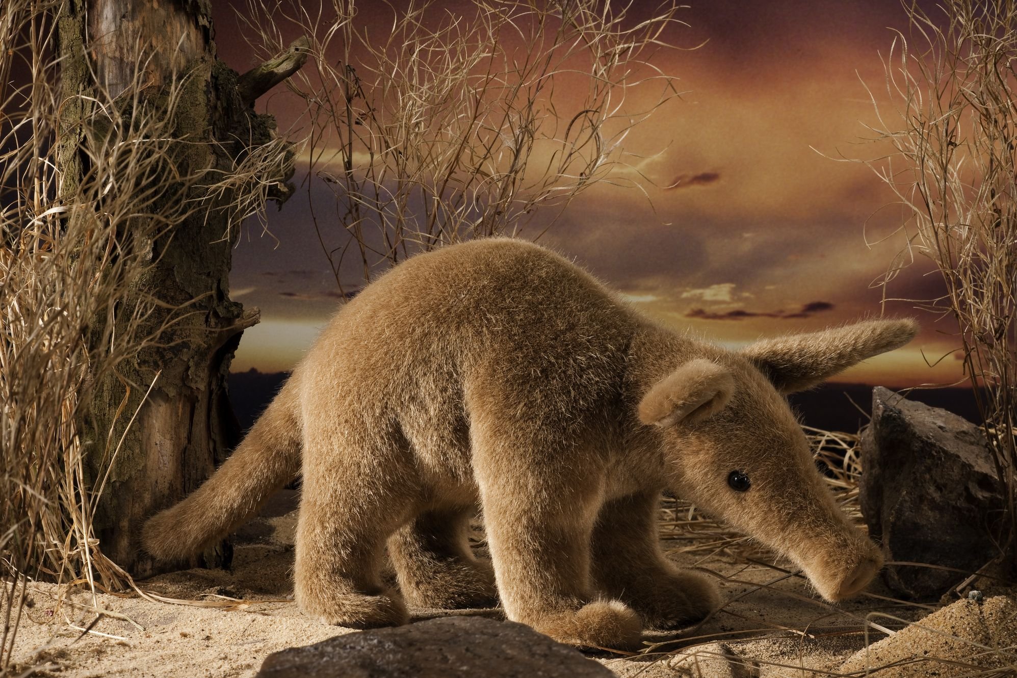 Amazon.co.jp: ツチブタ KOSEN(ケーセン社) 35cm Aardvark/ぬいぐるみ