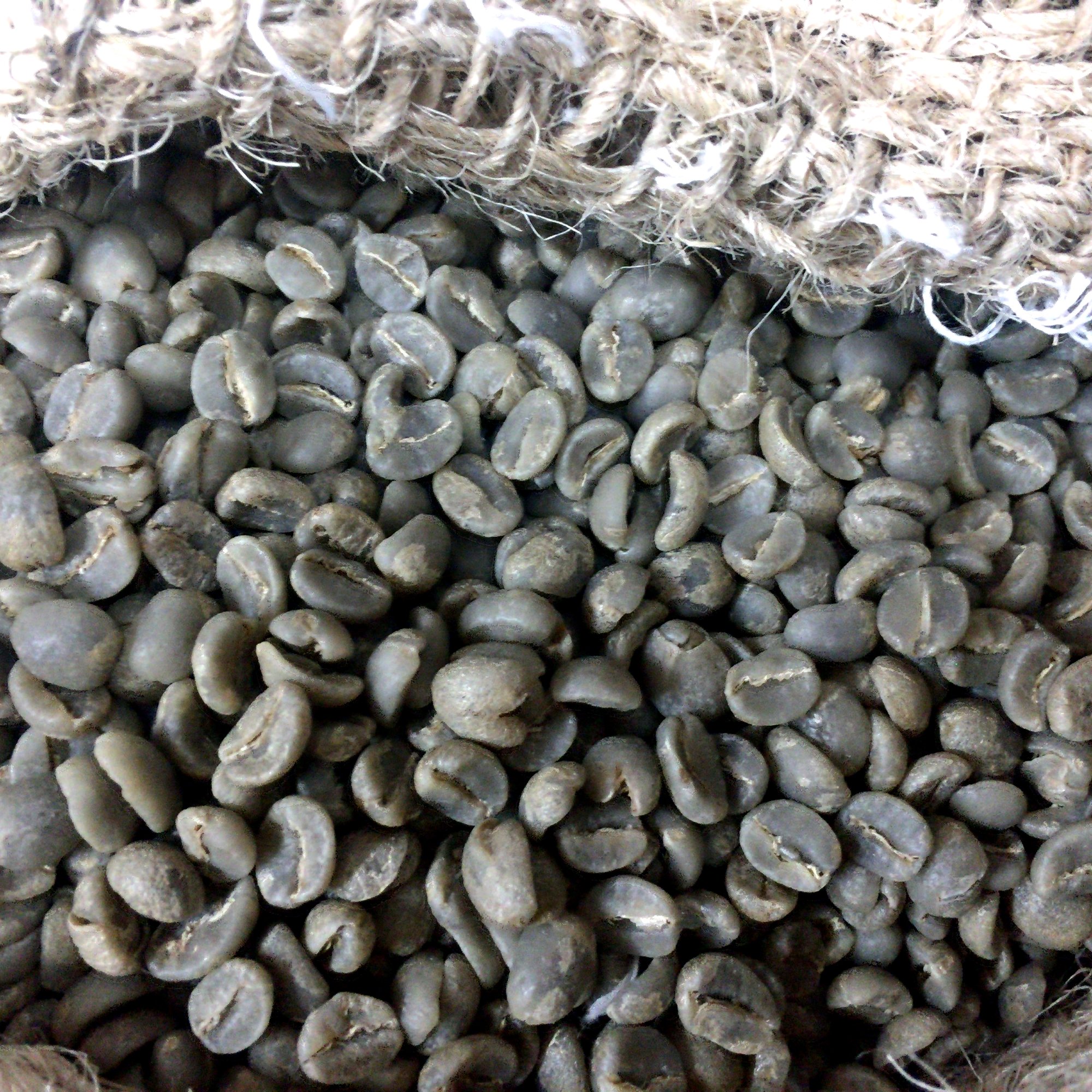 Tanzania Single Origin Green Coffee Beans, Arabica Hand Picked AA Grade (Kamaro Farm, 300g)