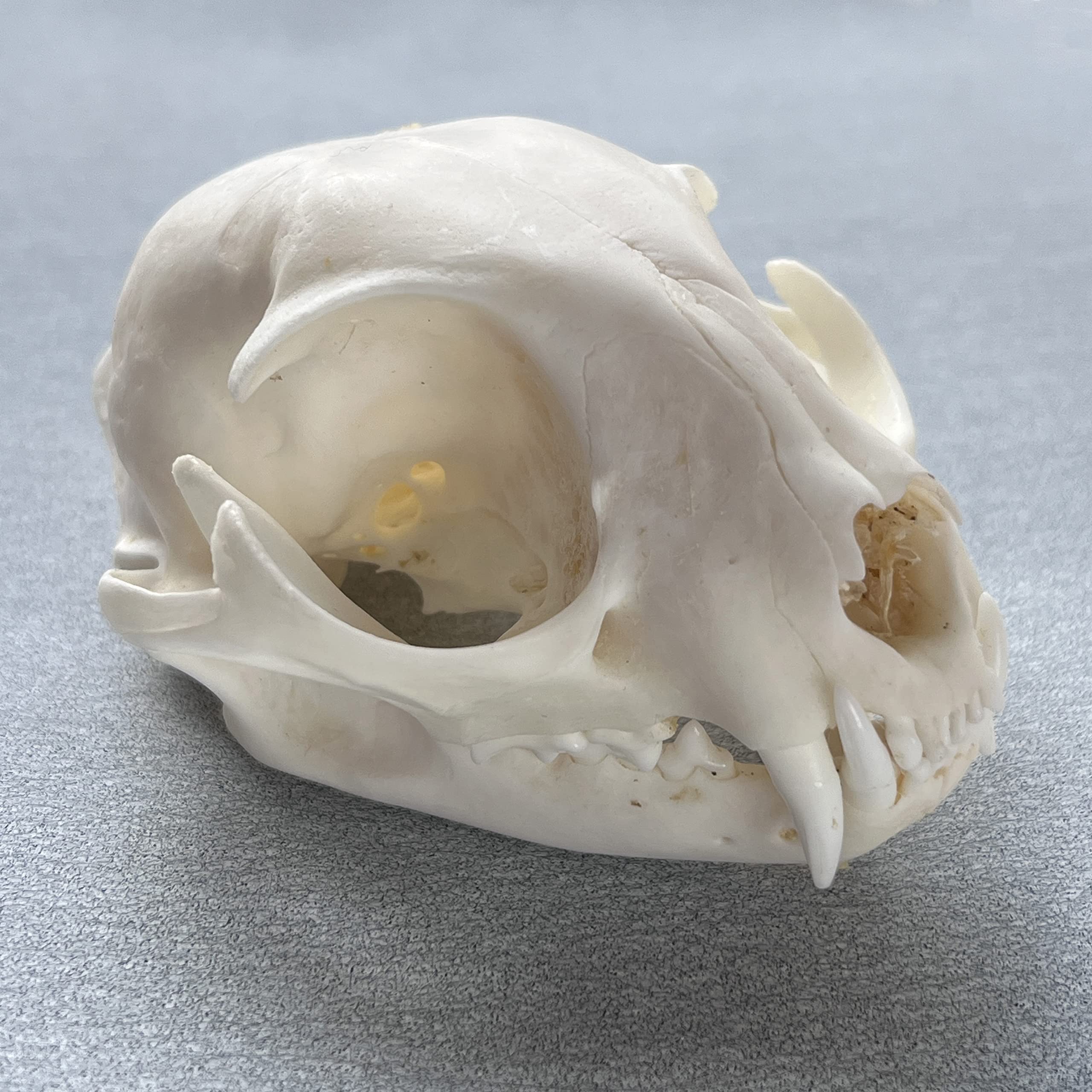 Amazon.com: ZCZC Taxidermy Real Animal Skull, Animal Bones Real