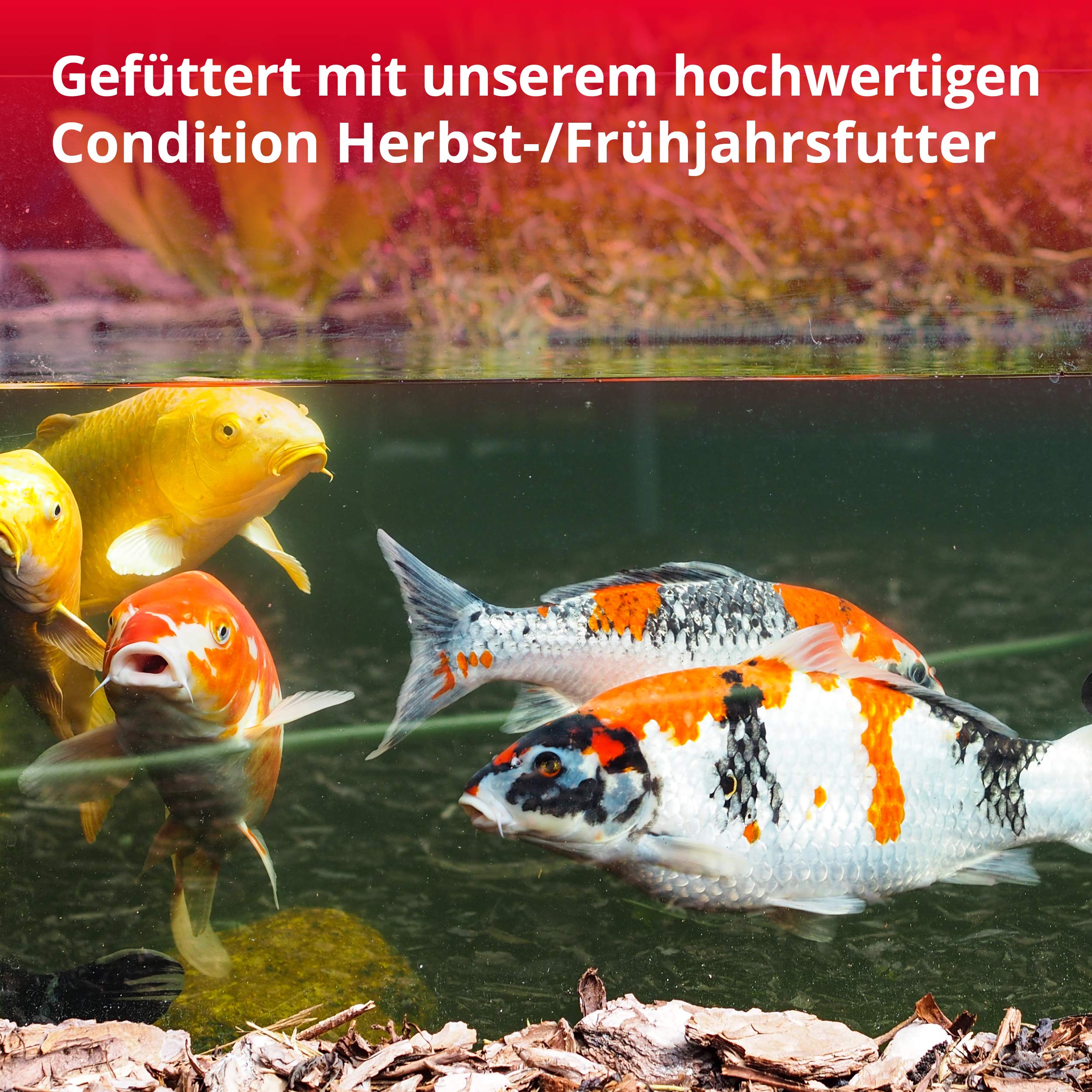 KOIPON Condition Koifutter 3,5 kg 6 mm Frühjahr & Herbst, schwimmend | Leicht verdauliches Frühjahrs- & Herbstfutter, schwimmende Pellets – für japanische Koi, auch für Goldfische