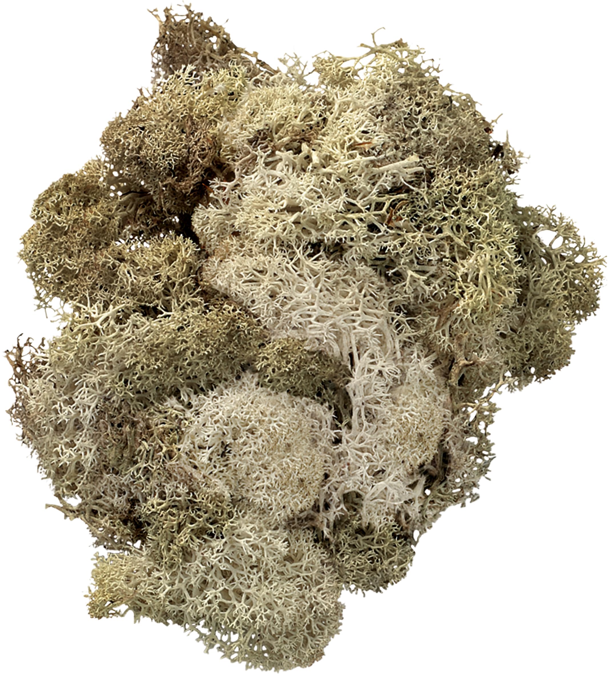 Knorr Prandell 50 g Icelandic Moss Natural, Beige