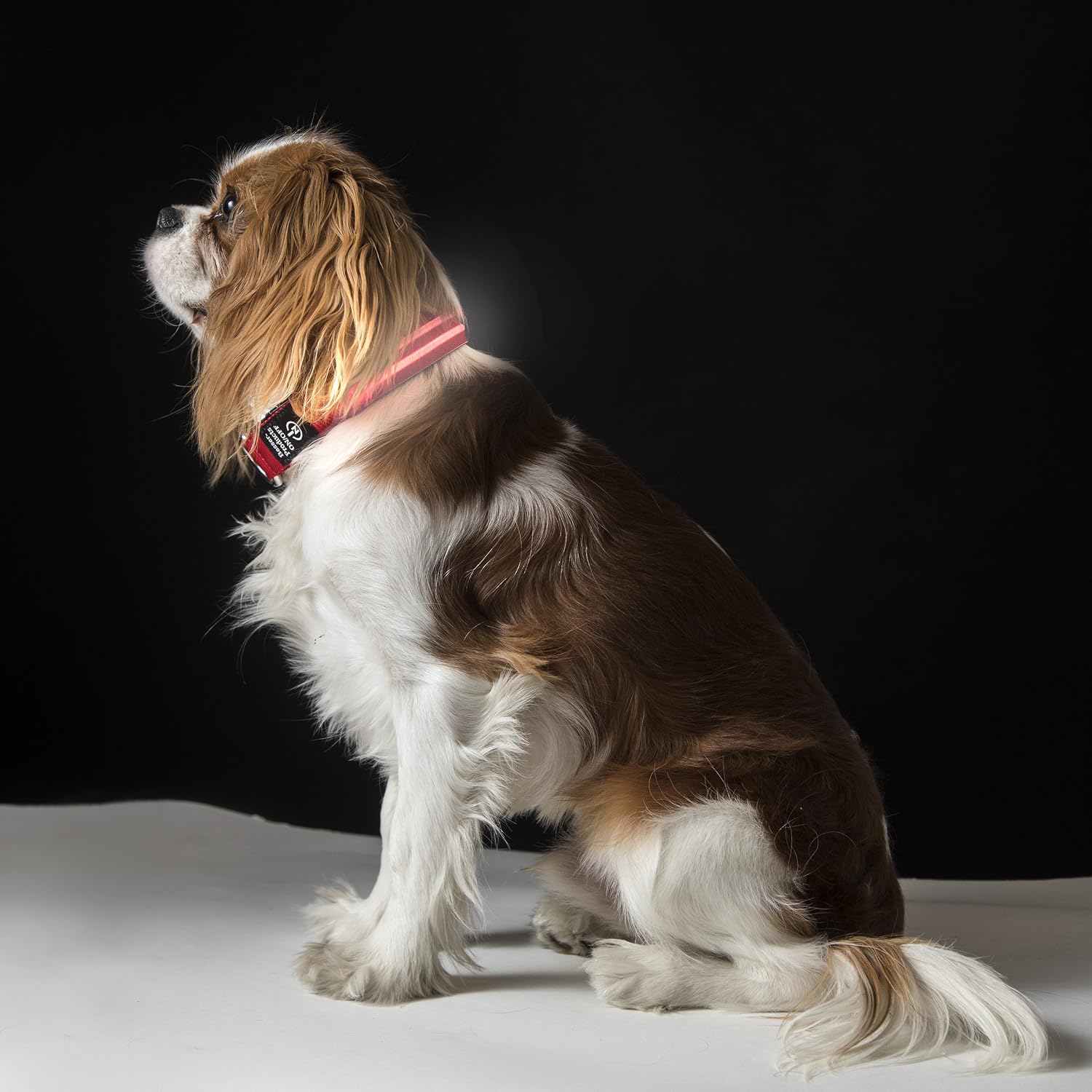 Besser Products Dual LED Dog Collar - for Night Walk Visibility and Safety - Waterproof, USB Rechargeable, Up to 16 Hour of Power Per Charge