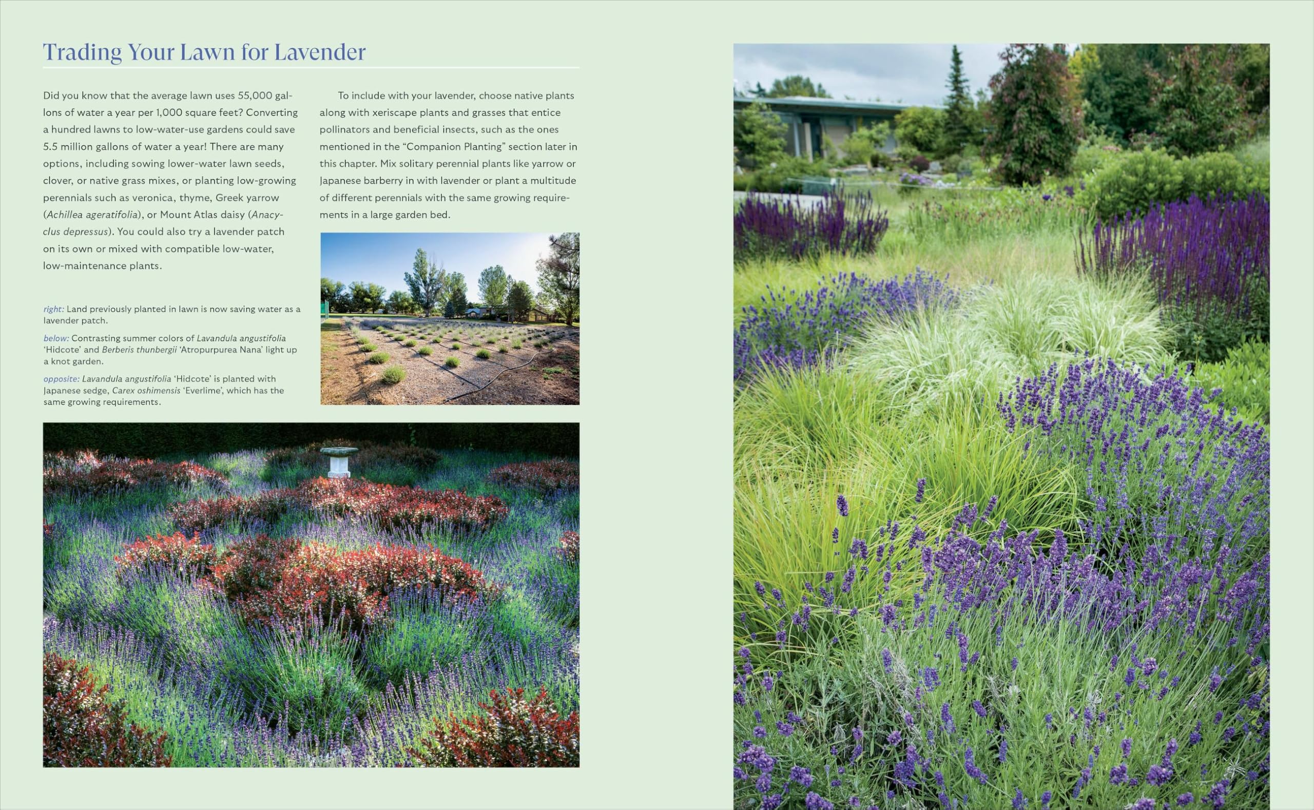 Lavender for All Seasons: A Gardener's Guide to Growing and Creating With Lavender Year-Round