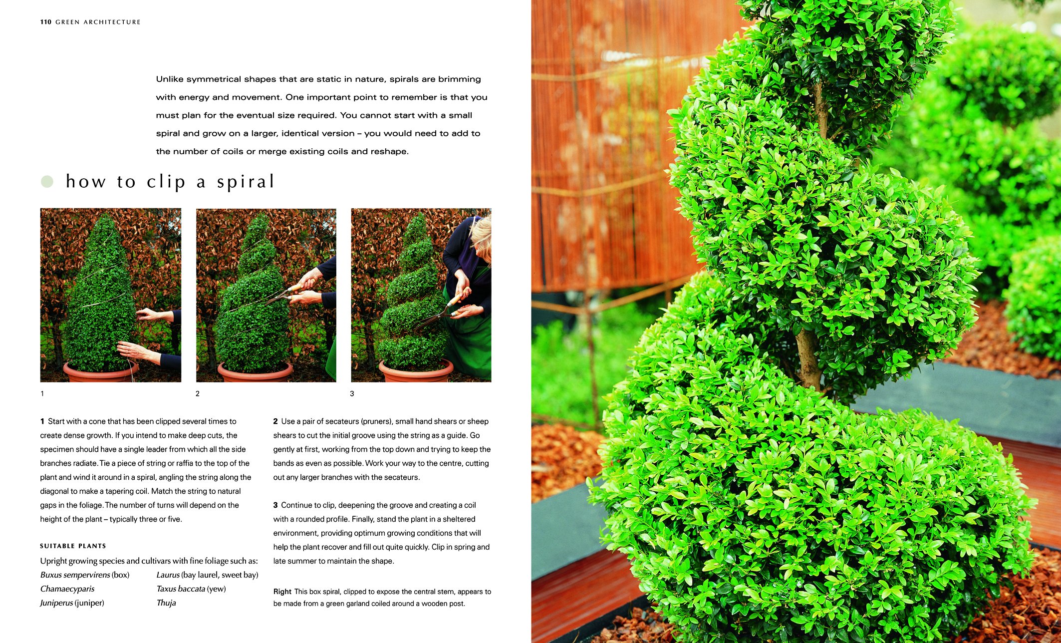 A Gardener's Guide to Topiary: The Art Of Clipping, Training And Shaping Plants