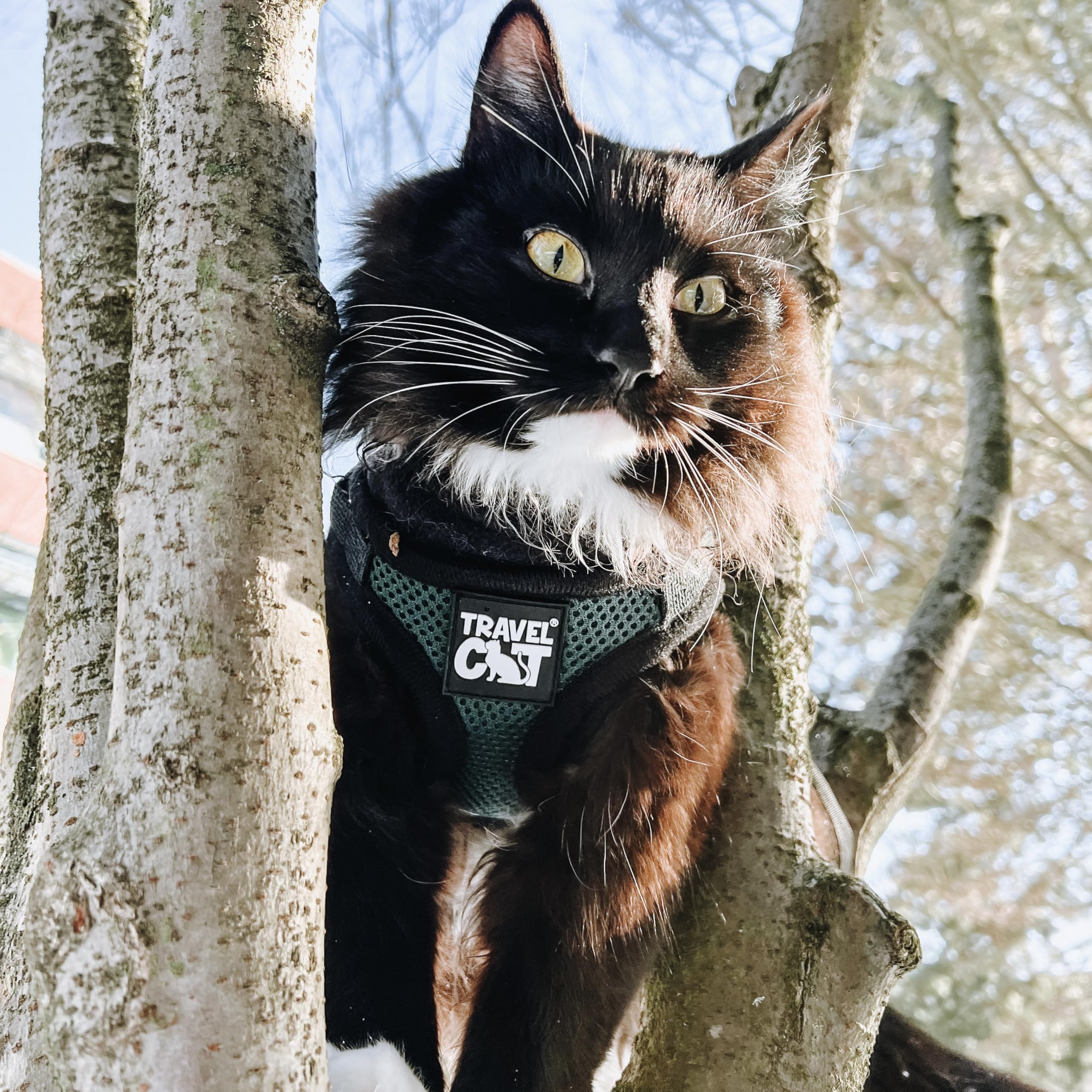 Travel Cat The Emerald Explorer Limited Edition Green Harness and Leash Set - Adjustable Fit Mesh Cat Harness with Reflective Strap - Escape Proof Harness for Cats, Kitten (Emerald, Medium)