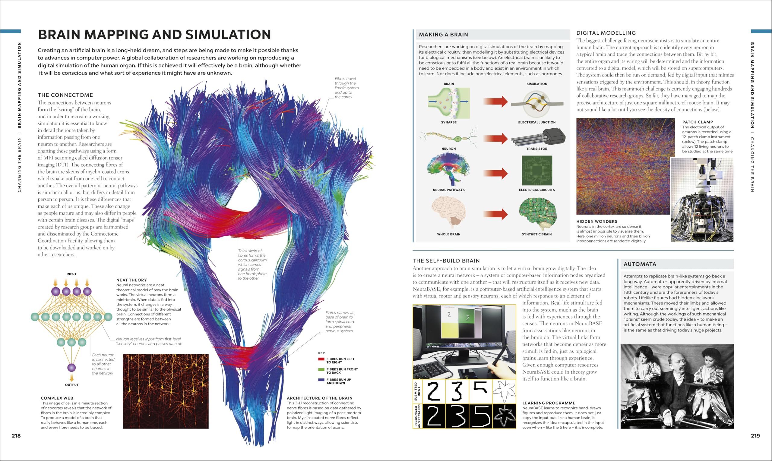 The Brain Book: A Visual Guide to Structure and Function (DK Human Body Guides)