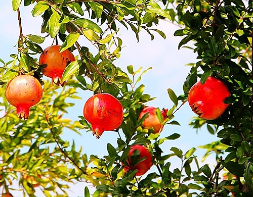 Miniatura 2 de Semillas de granado - Más de 50 unidades - para plantar Punica Granatum Anar Dalim Granate Pomegrenate Fruta roja Árboles antiguos Perennes Cultiva