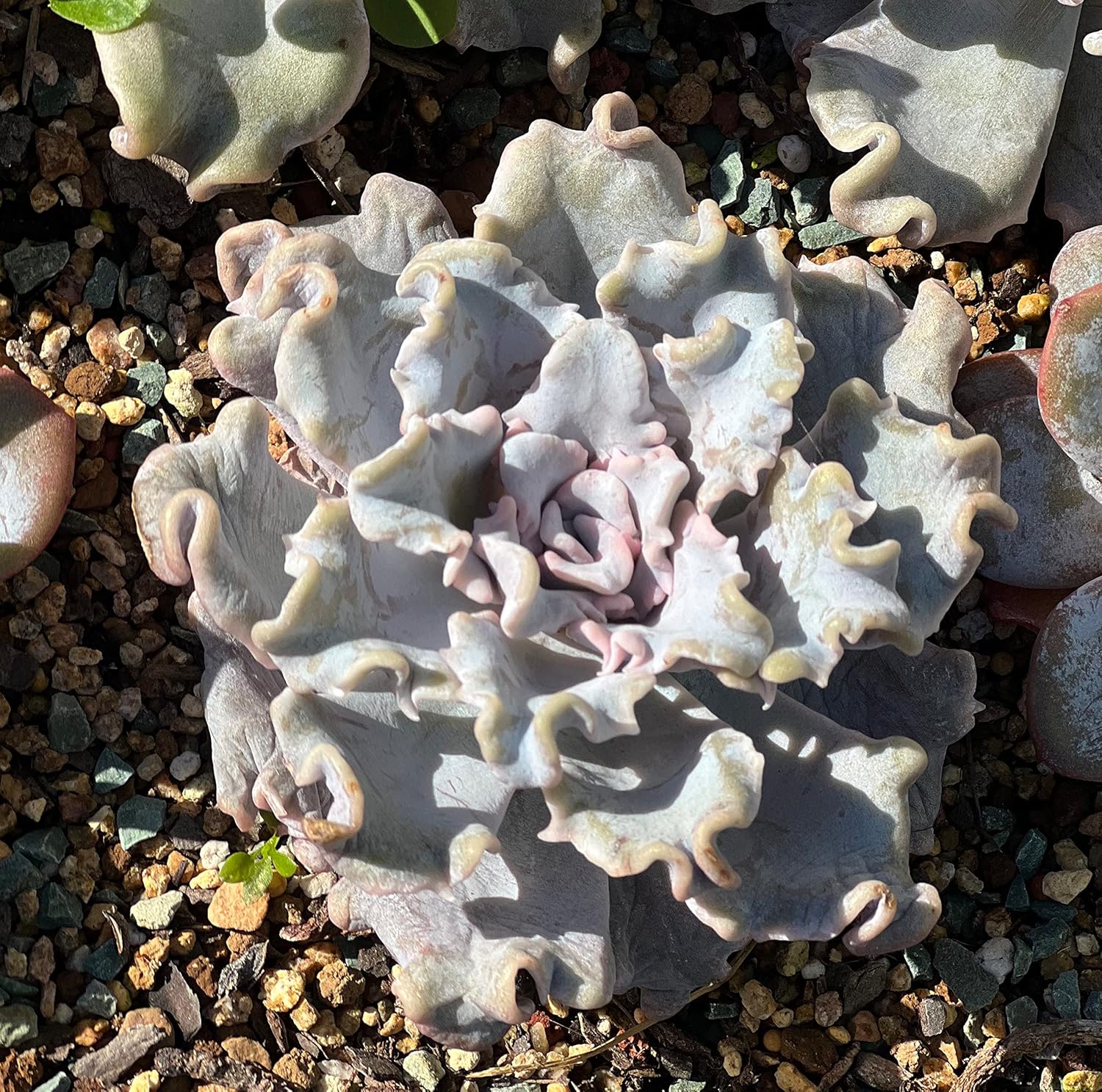 Rare Succulent Plant Echeveria Crispate Beauty 4"