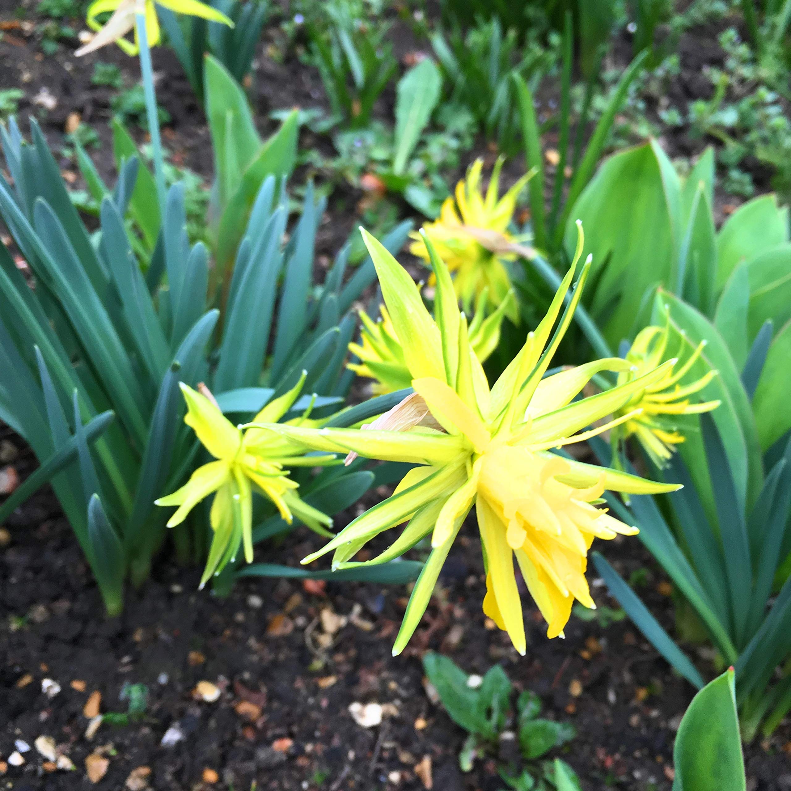 2 x Pots of Narcissus 'Rip Van Winkle' (Free UK Postage)
