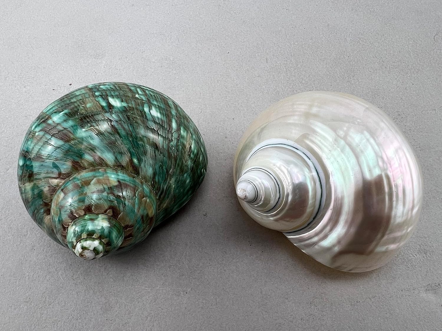 Amazon.com: 2 Pcs White Pearlized Green Jade Turbo Shell Hermit Crab 2 ...