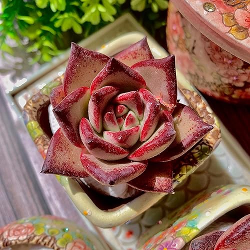 Miniatura 8 de Echeveria agavoides Romeo - Kit de suculentas, con maceta de plástico, 1 cabeza de 2 pulgadas, planta viva de 2 pulgadas, suelo comprimido y guía,