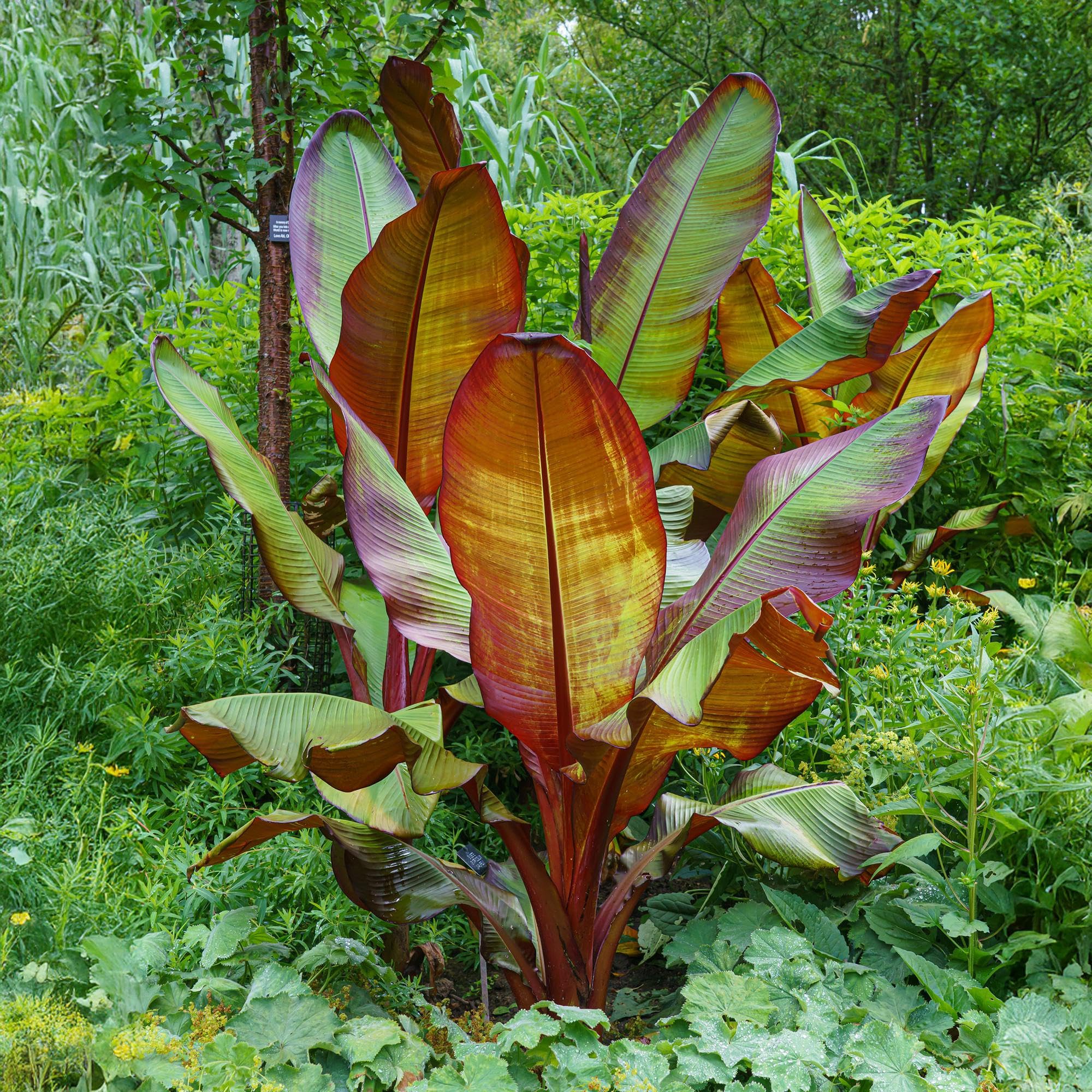 GreenboutiQ - Plante fruitière - Plante à bananes - Ensete ventricosum Maurelli - Résistante à l'hiver - 4 plantes - Pot 12cm Hauteur 30cm