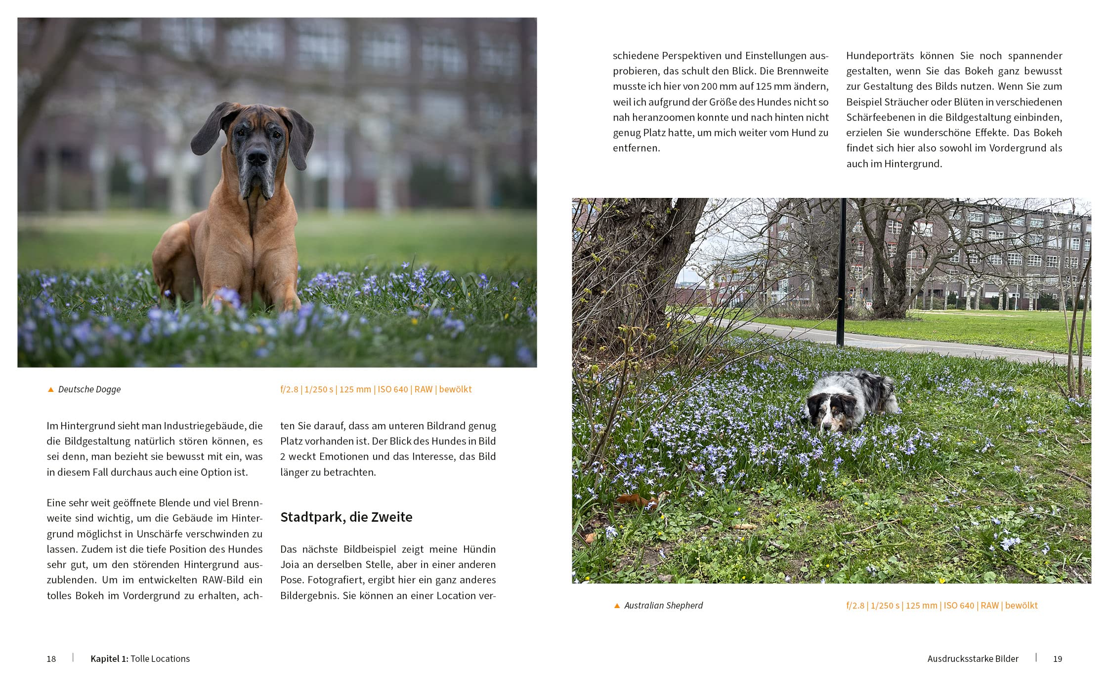 Hunde fotografieren - Kreative Bilder mit "Wau-Effekt"