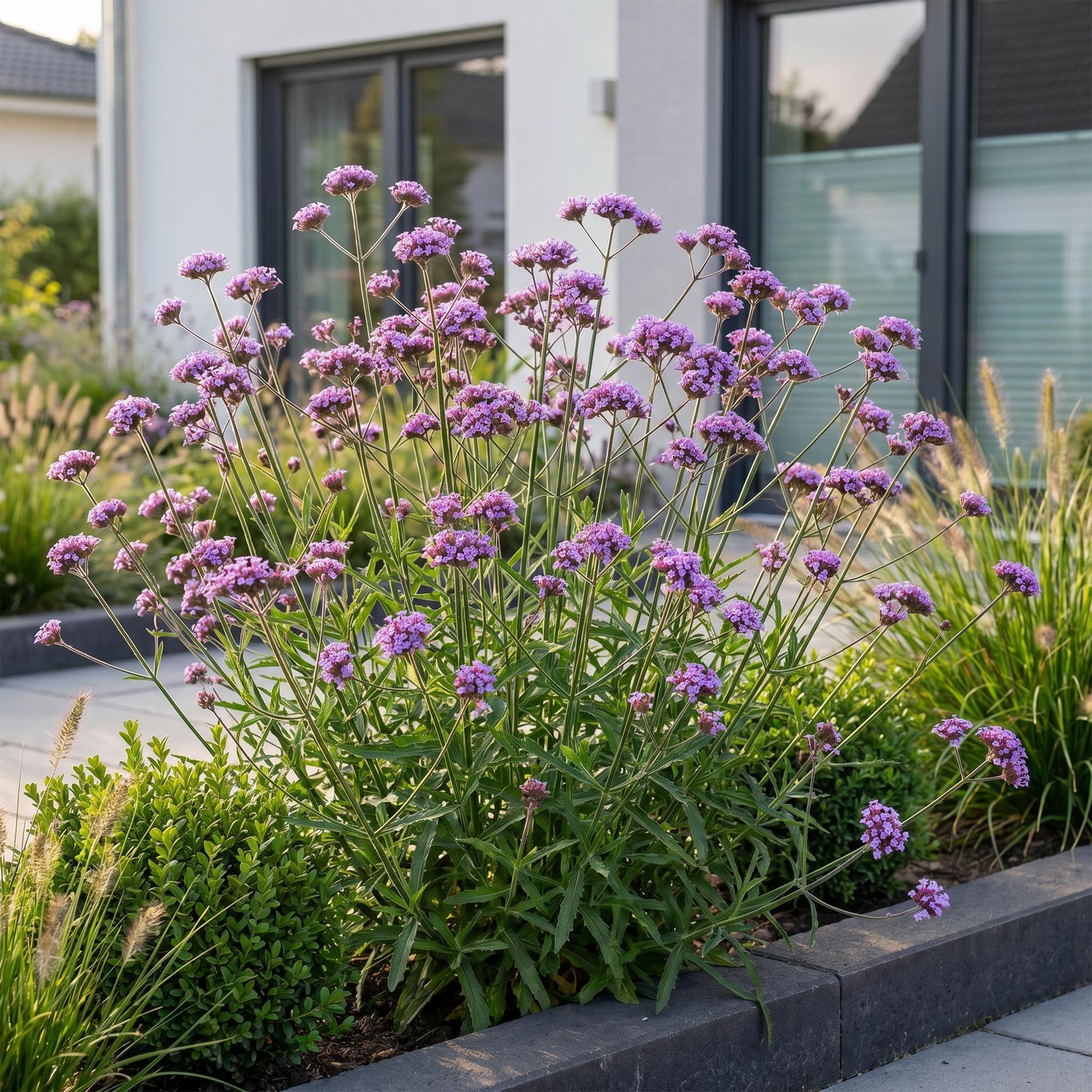 Verbena Bonariensis Lollipop, Bienenweide für Garten, Lila, 12er Set