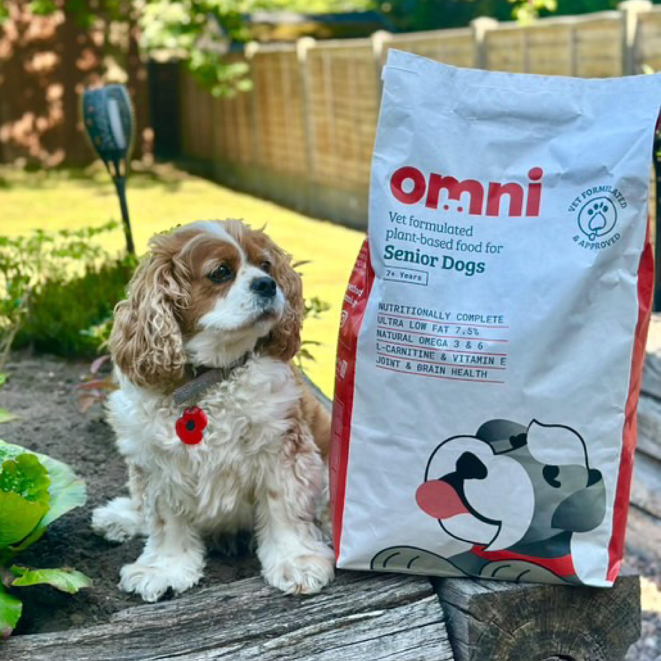 Omni Nährstoffreiches Hundefutter Trocken für ältere Hunde - Unterstȕtz die Leber, Nieren und Herzgesundheit, Omega-reich für die Gelenke, Tierarzt Formuliertes Trockenfutter für Hunde, 6 Kg
