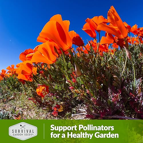 Miniatura 5 de Paquete de 5 semillas de amapola Mikado California para plantar, paquete con instrucciones para cultivar amapolas rojas en tu huerto casero,