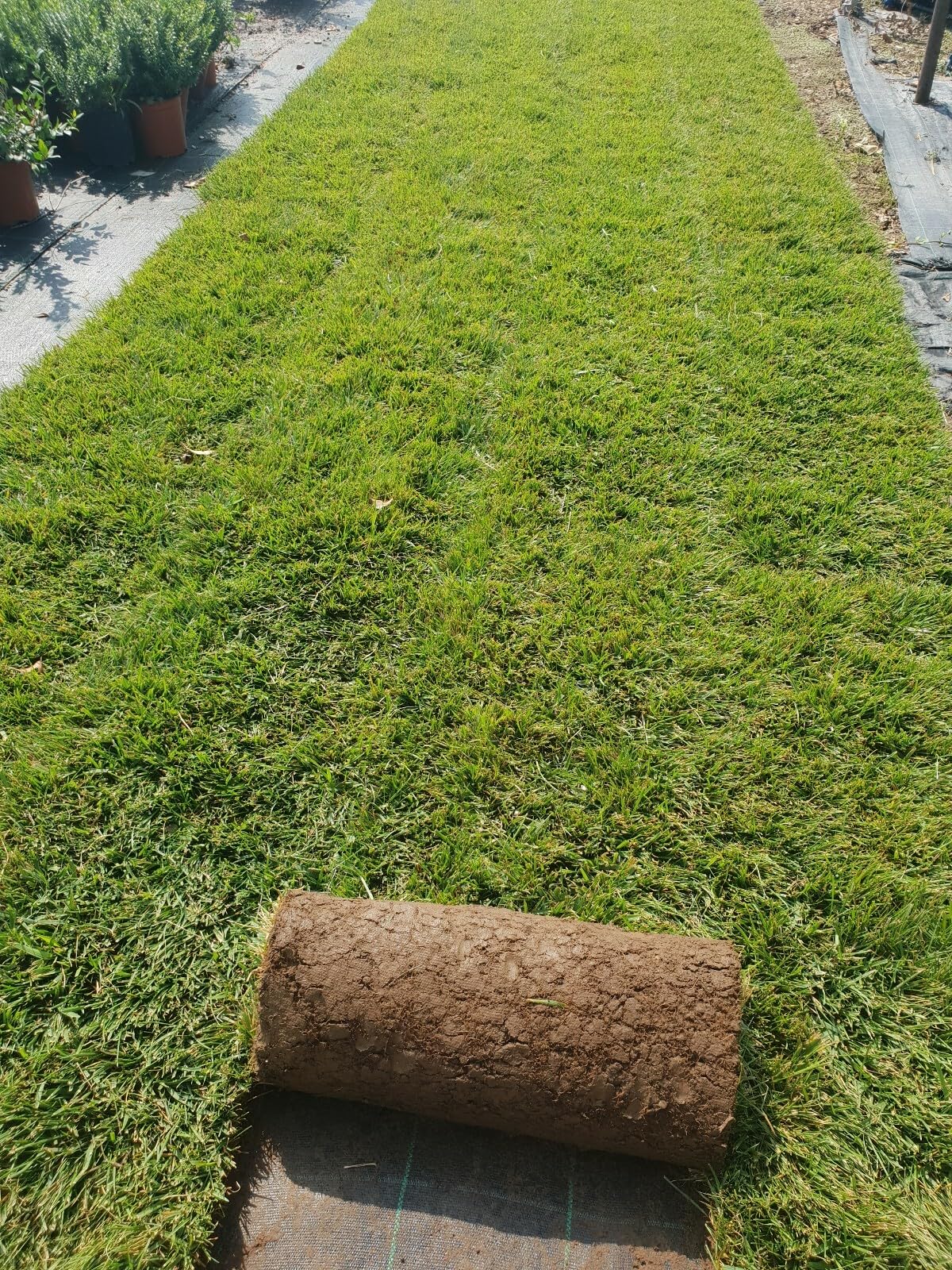 Césped inglés natural en rollos de 10 metros cuadrados (festuca + poa)