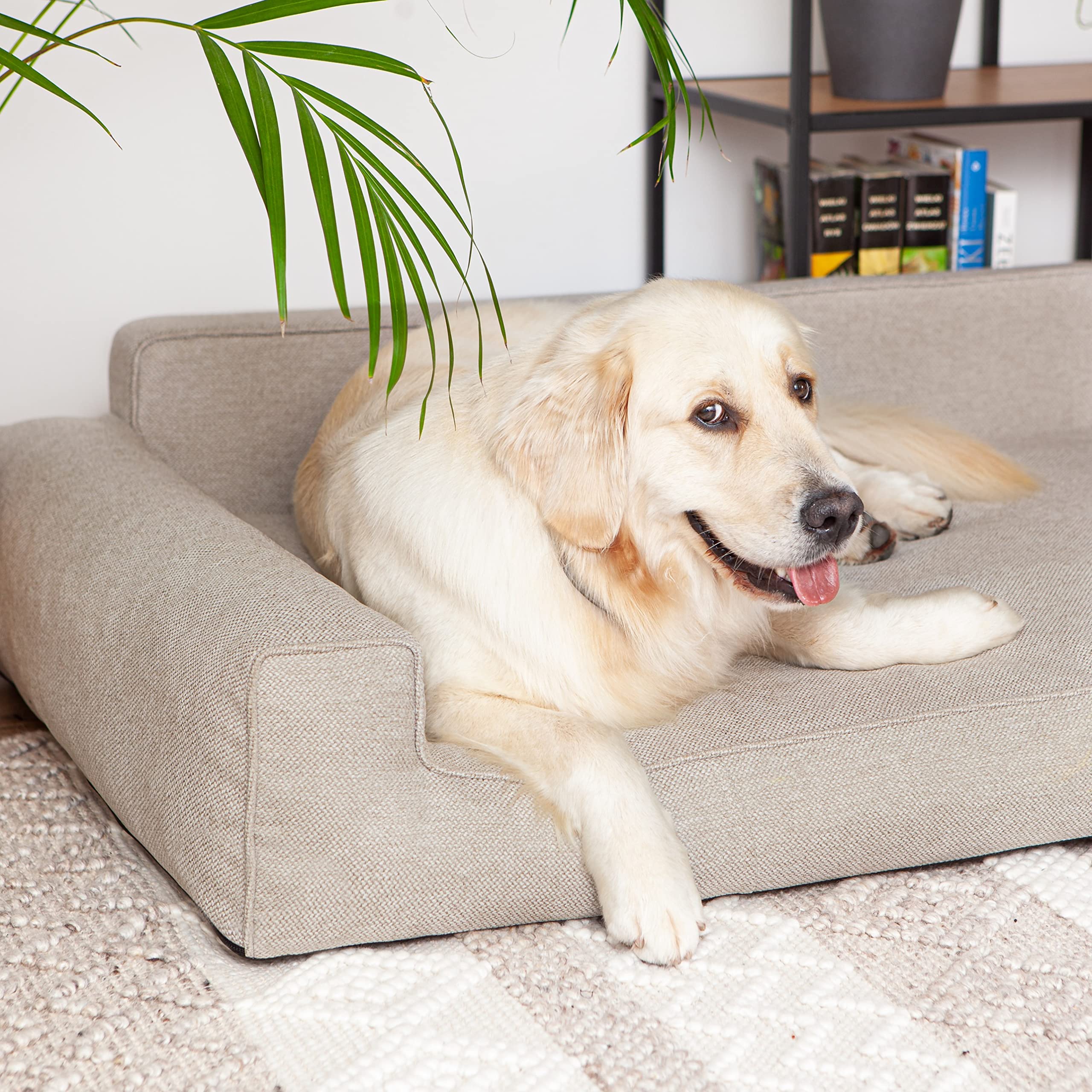 PillowPrim Cama Para Perros, Muebles Para Animales, Cama Para Gatos, Funda Extraíble, Cama Para Perros, Camas Grandes, Sofá Para Perros, Cesta, Lavable, Beige, L: 78 X 53 Cm