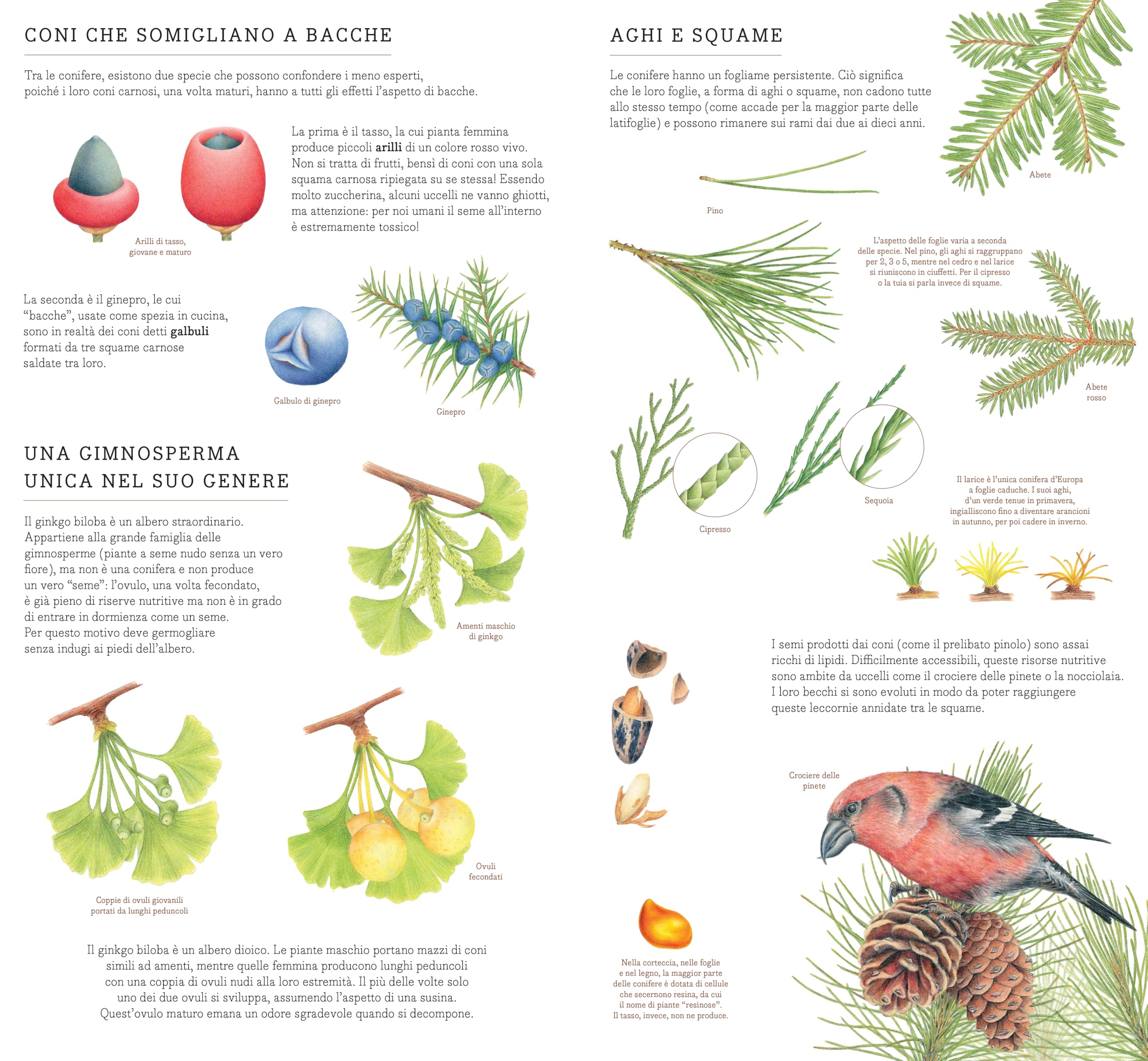 Di seme in frutto. Il mondo vegetale da vicino. Ediz. illustrata