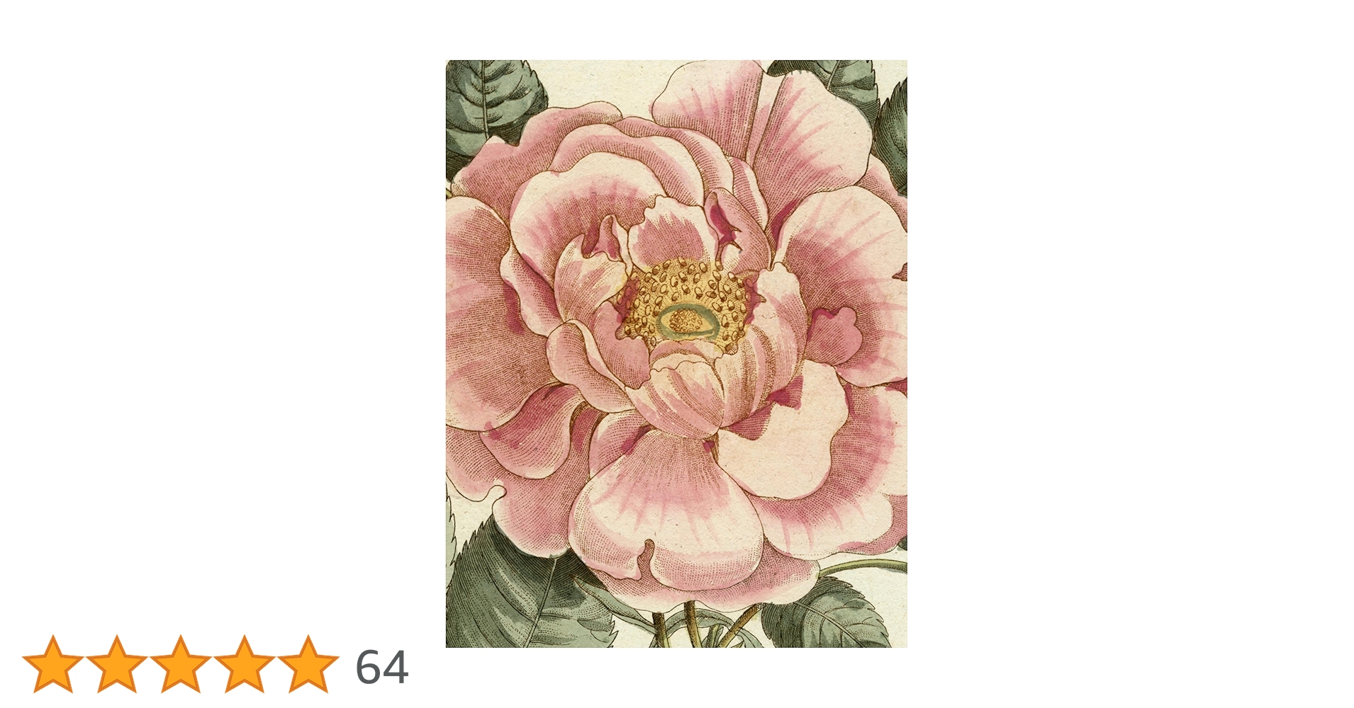 Amazon | John Derian Picture Book II | Derian, John | Decorating