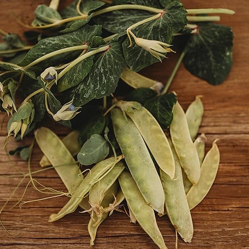 Golden Sweet Yellow Snow Pea - 50 semillas - Variedad de guisantes trepadores de reliquia rara, fácil de cultivar y tolerantes al frío, semillas de