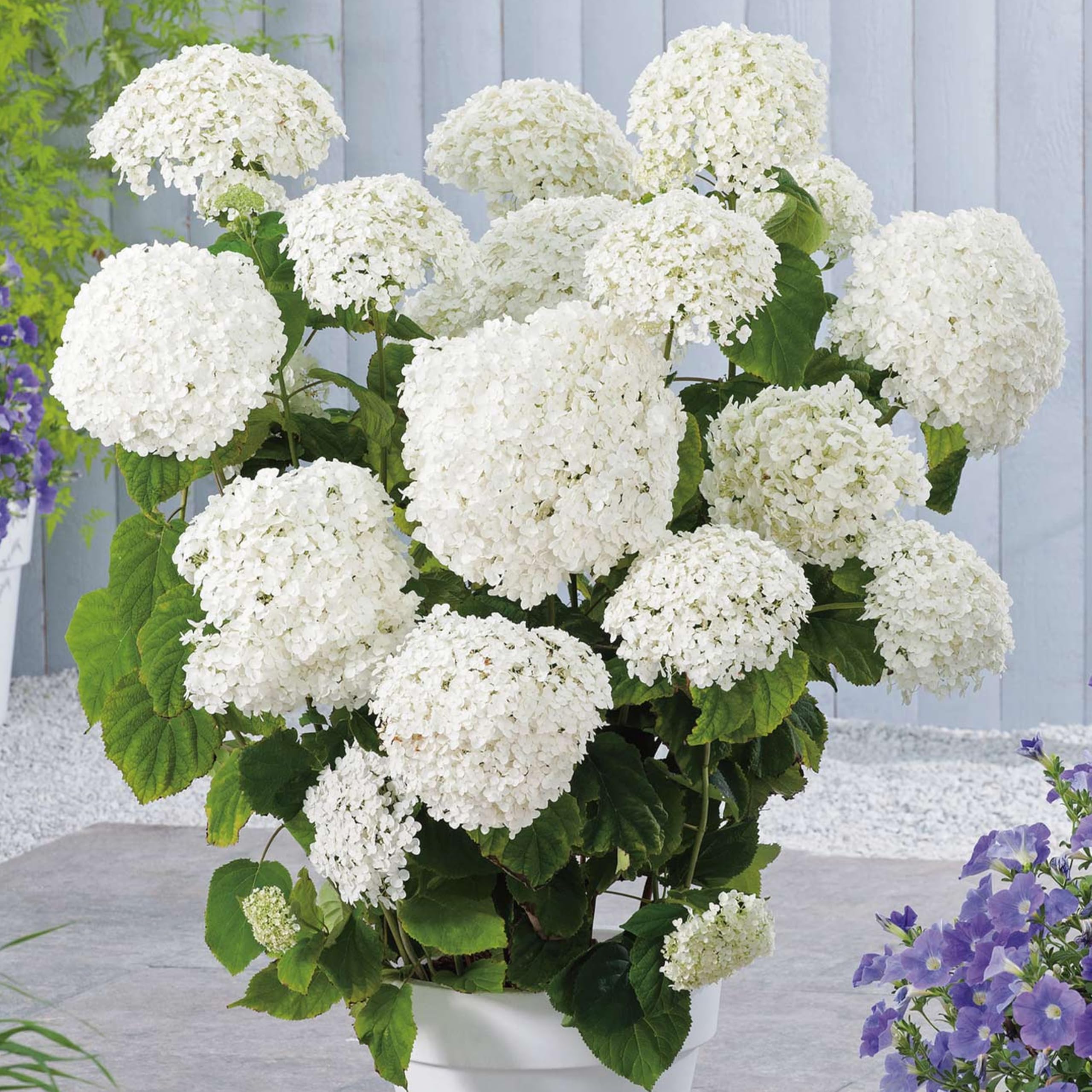 Ballhortensien Annabelle 60-80 cm