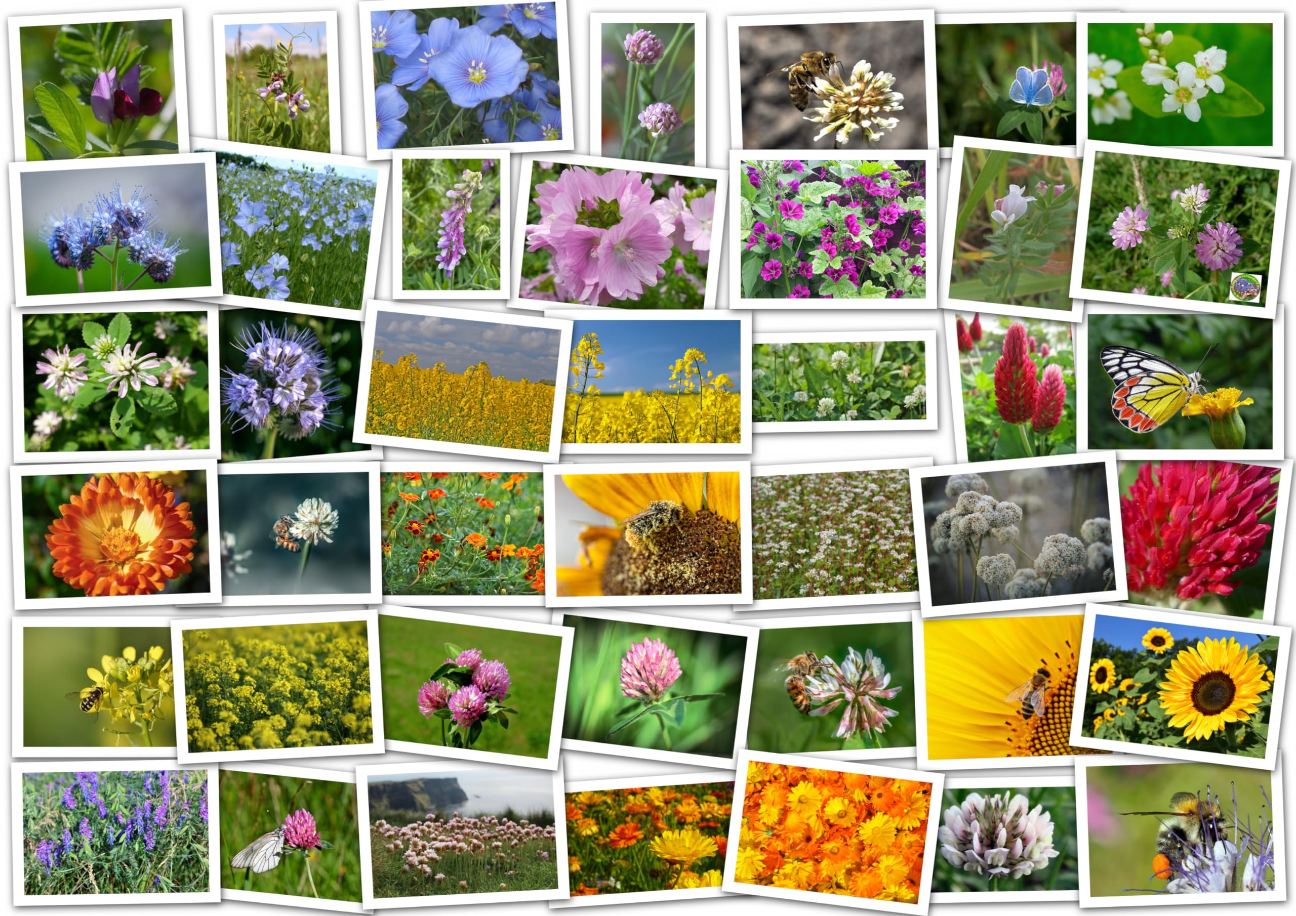 Blühmischung (16 Arten/Sorten) Samen. Bienenweide, Blumenmischung, Wildblumenwiese (500m² = 1Kg)