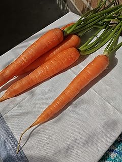 Hundredfold Scarlet Nantes Carrot 1500 Vegetable Seeds - Non-GMO Classic Carrot, Small Cored Sweet Heirloom Variety, Attract Swallowtail Butterflies, Packed & Shipped in Canada